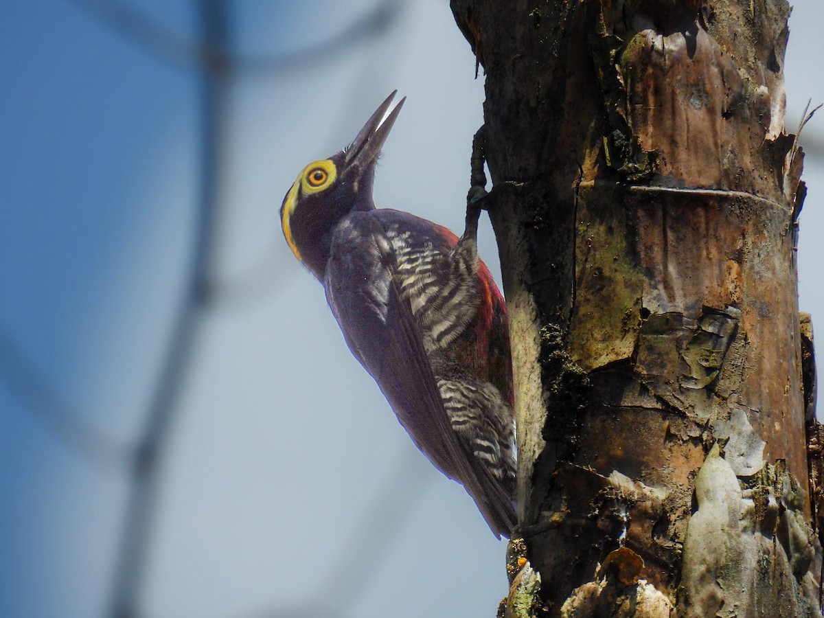 Yellow-tufted Woodpecker - ML657146845