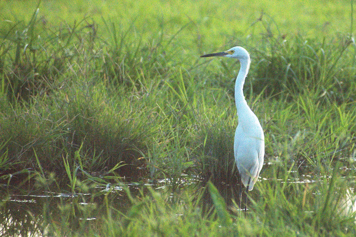 Snowy Egret - ML657146927