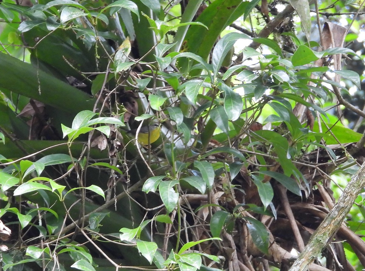 Golden-crowned Warbler - ML657146972