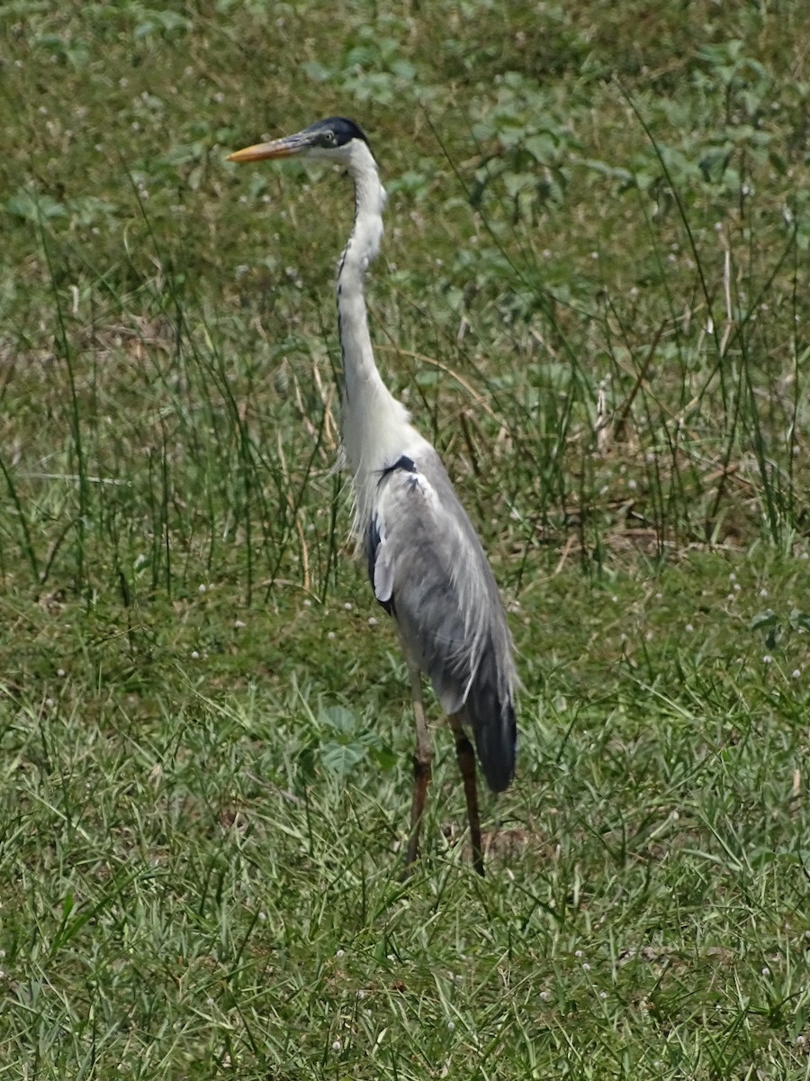 Cocoi Heron - ML657147000