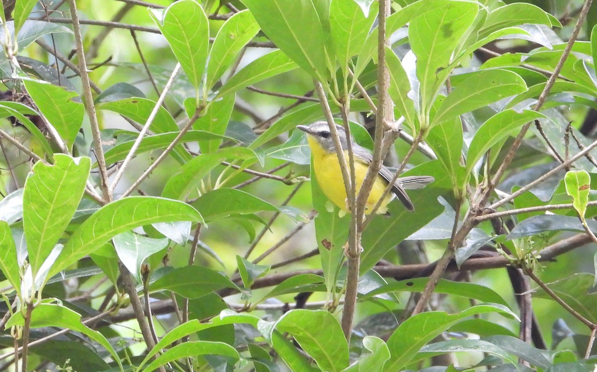 Golden-crowned Warbler - ML657147092