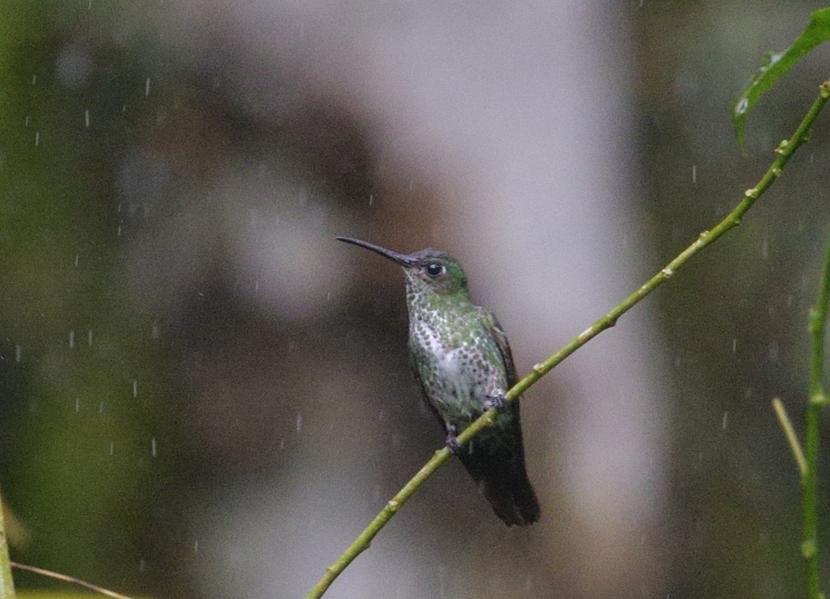 Damlalı Kolibri - ML657147128