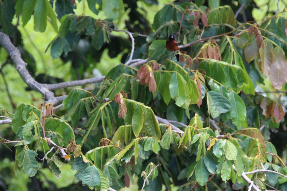 Orchard Oriole - ML65714721