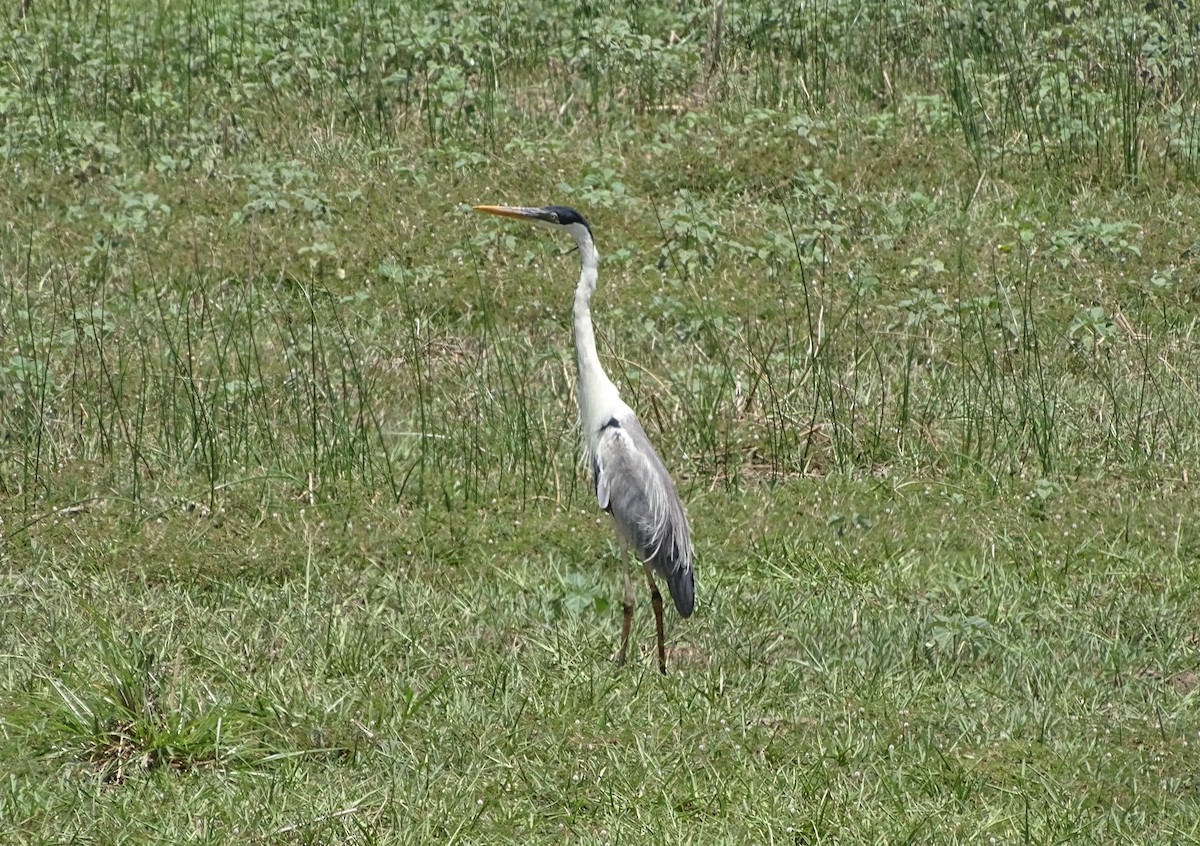 Cocoi Heron - ML657147252