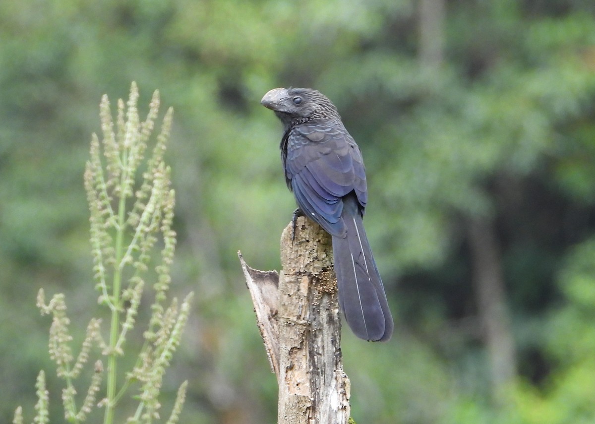 Smooth-billed Ani - ML657147329