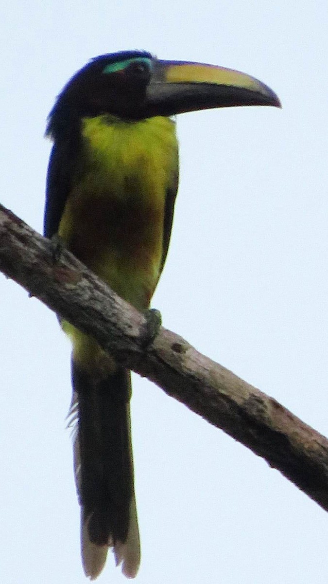 Lettered Aracari - ML657147376