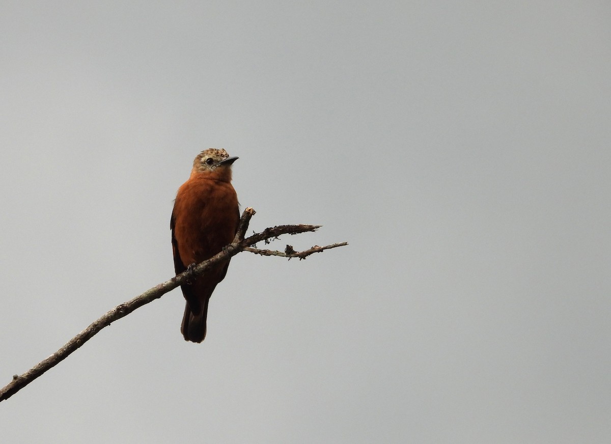 Cliff Flycatcher - ML657147634