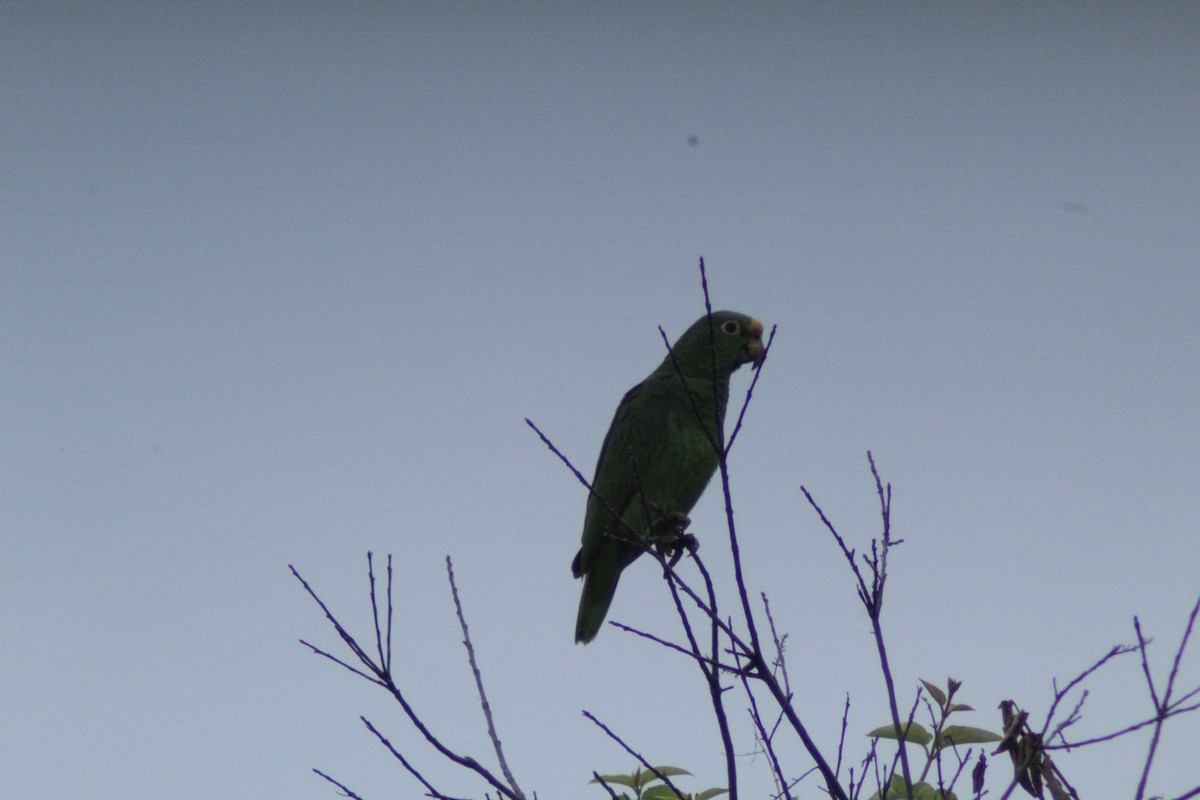 Yellow-crowned Amazon - ML657147812