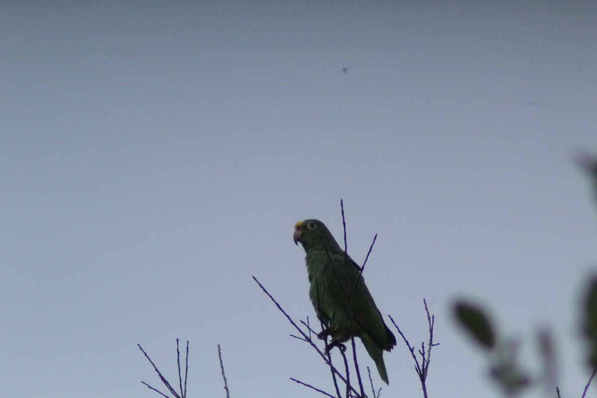 Yellow-crowned Amazon - ML657147813
