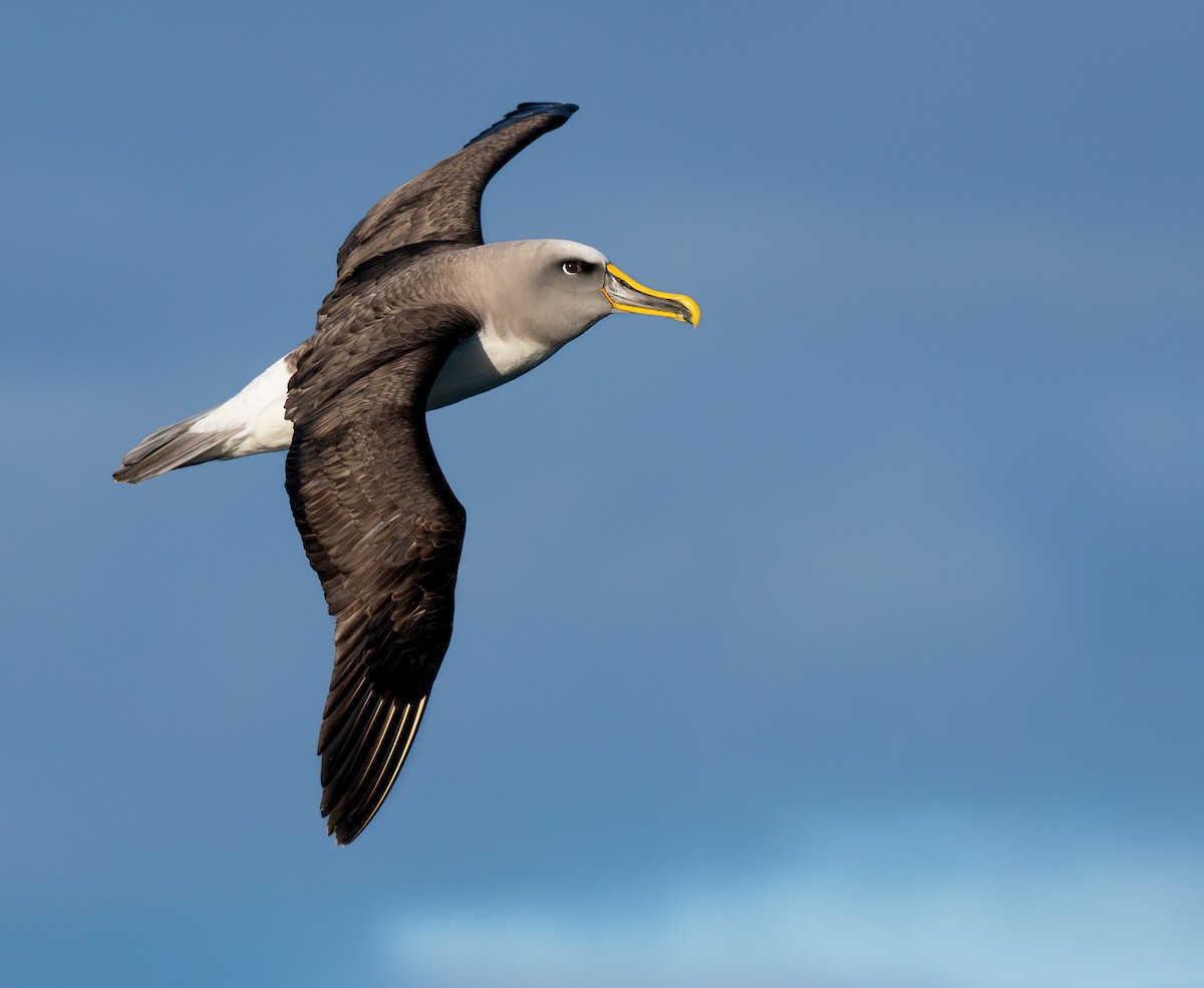 Buller's Albatross - ML657147916