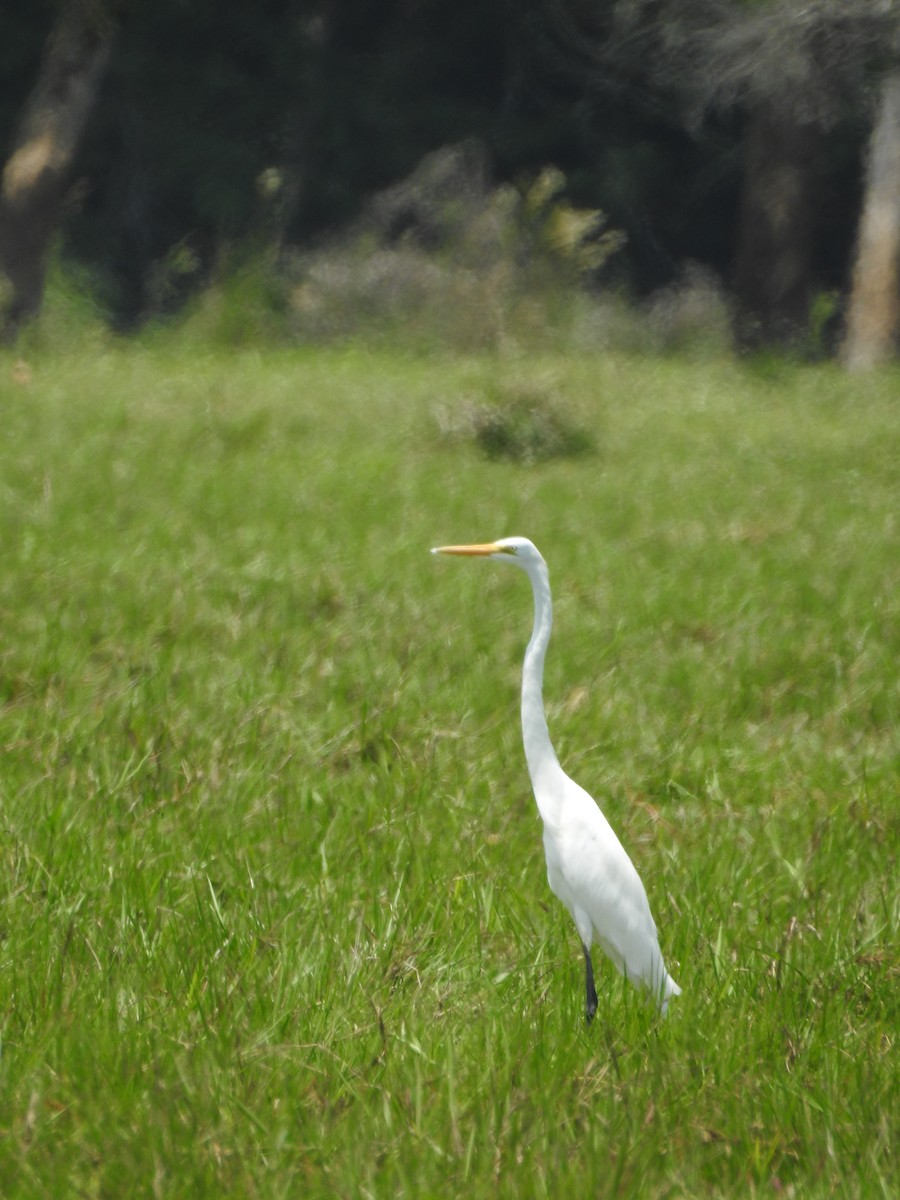 Great Egret - ML657147941
