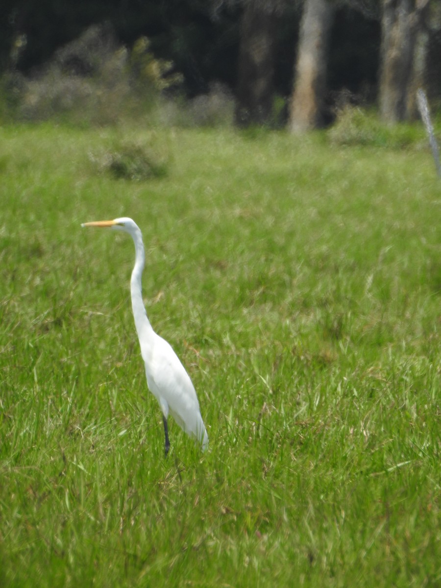 Great Egret - ML657147968