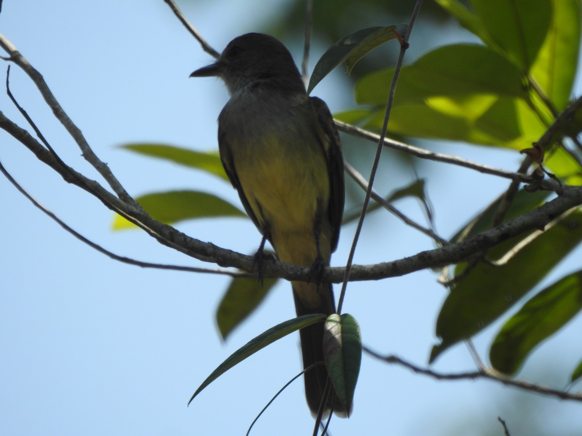 Tropical Kingbird - ML657148075