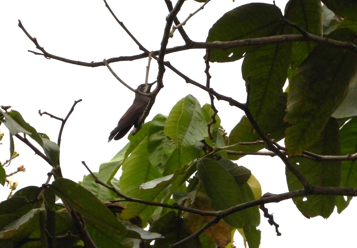 Brown Violetear - ML657148098