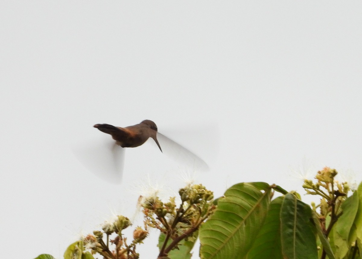 Brown Violetear - ML657148189