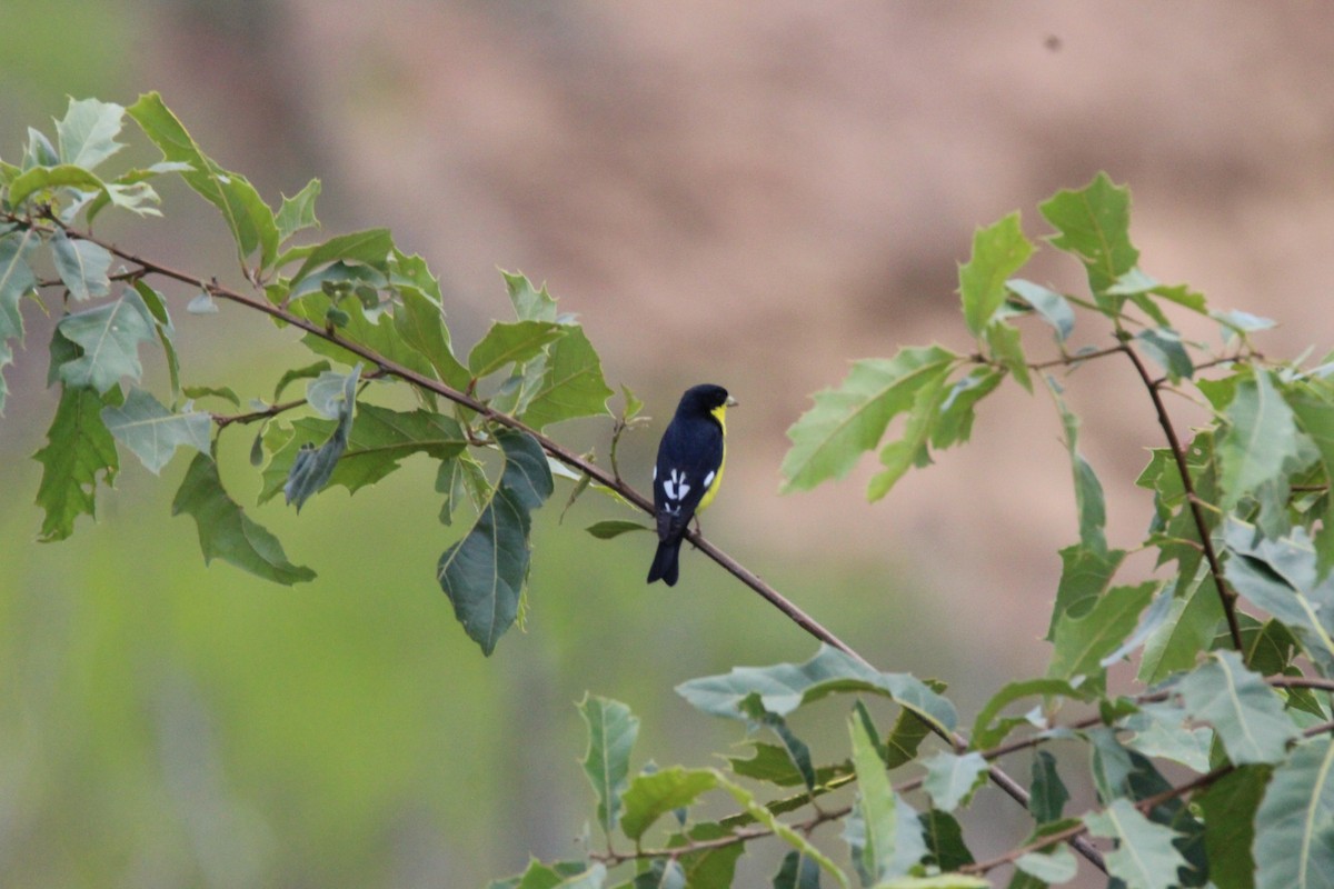 Lesser Goldfinch - ML65714821