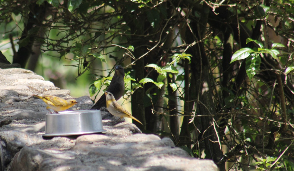 Saffron Finch - ML657148410