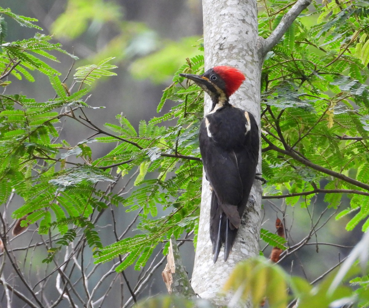 Lineated Woodpecker - ML657148455