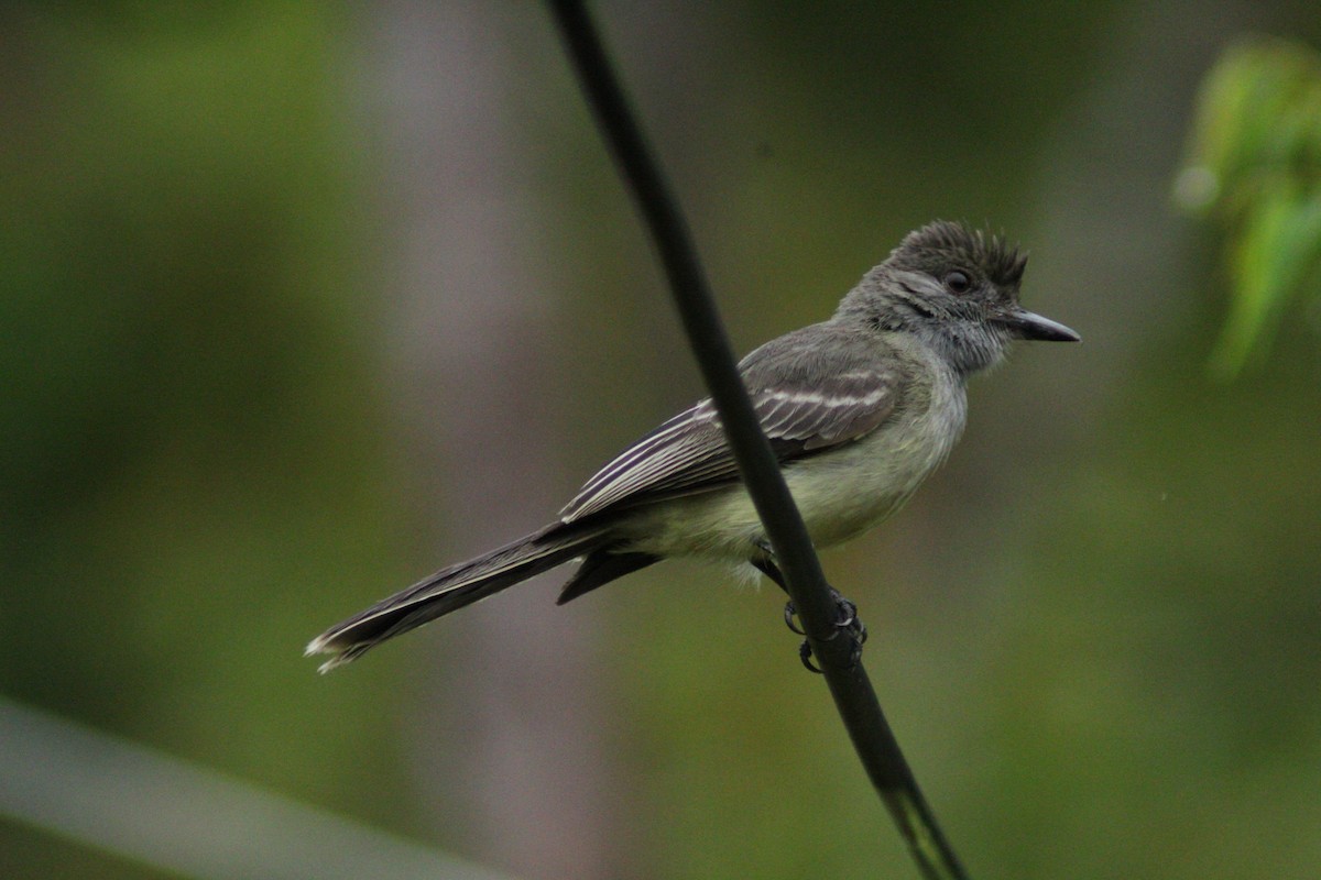 Apical Flycatcher - ML657148547