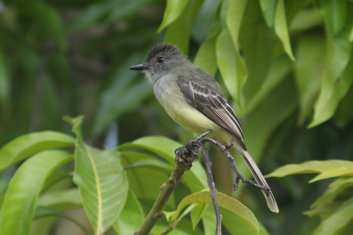Apical Flycatcher - ML657148548