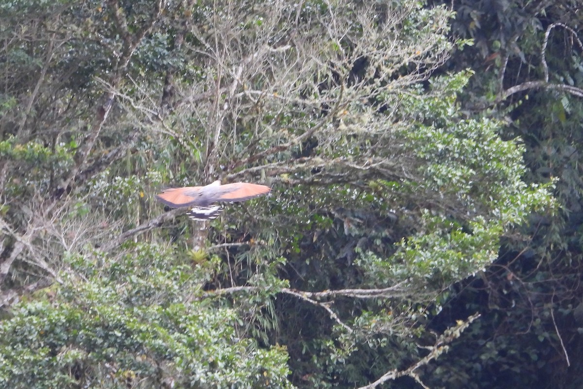 Savanna Hawk - ML657148780
