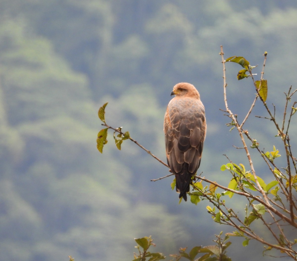 Savanna Hawk - ML657148781