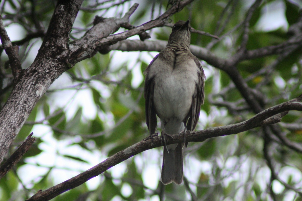 Black-billed Thrush - ML657148808