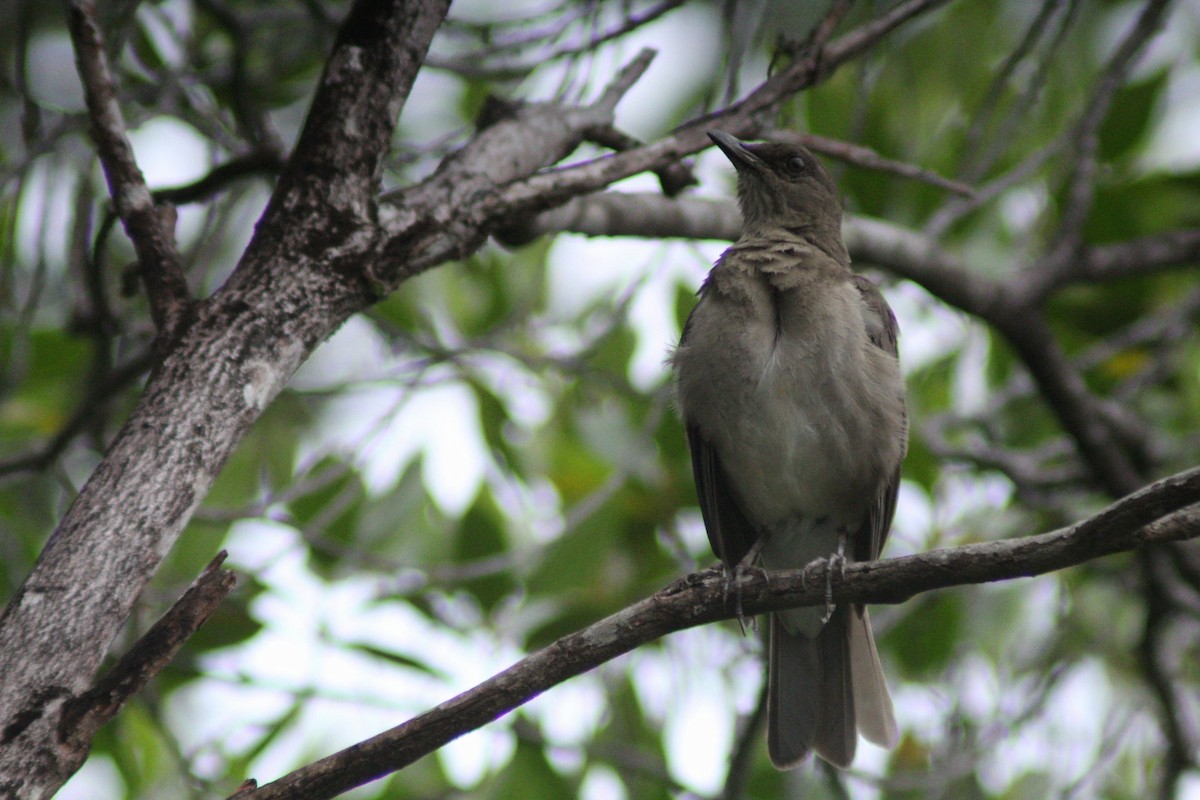 Black-billed Thrush - ML657148809