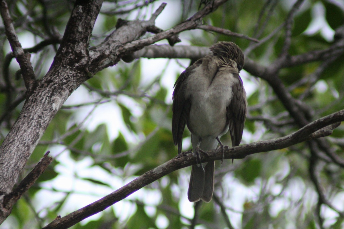 Black-billed Thrush - ML657148810