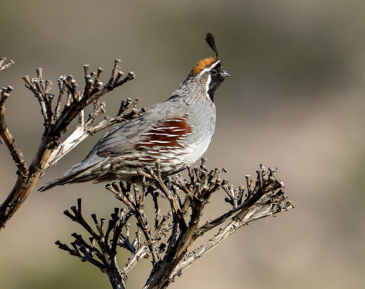 Gambel's Quail - ML657148823
