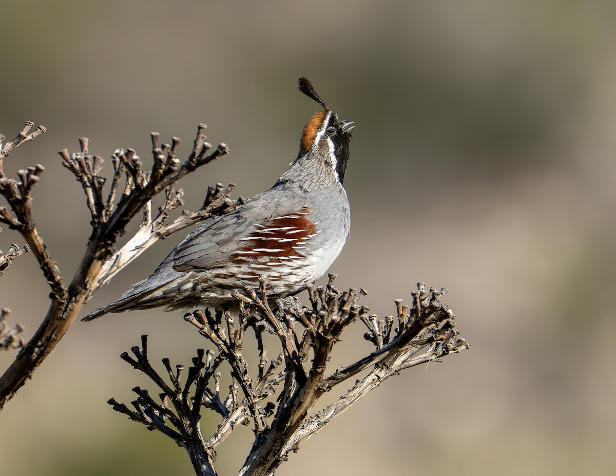 Gambel's Quail - ML657148824