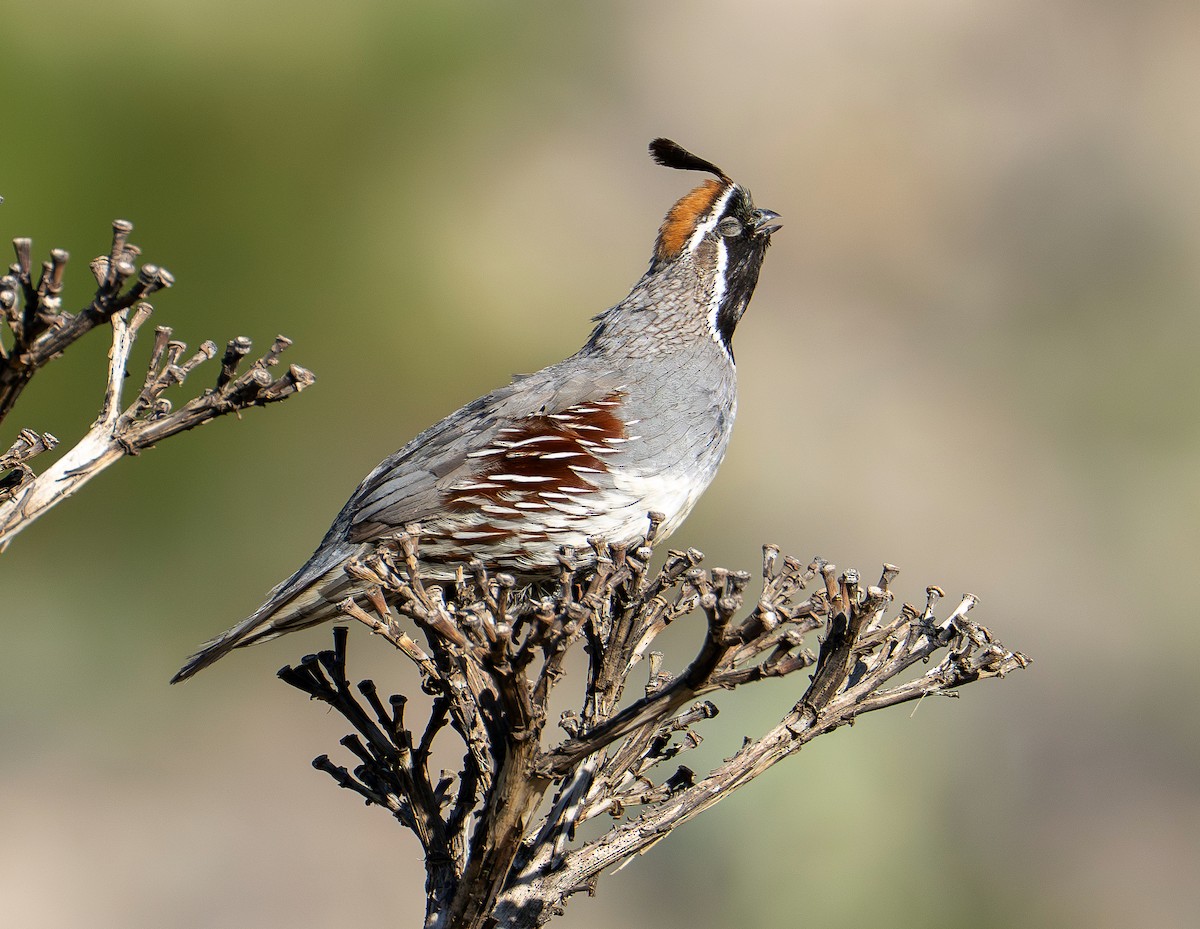 Gambel's Quail - ML657148826