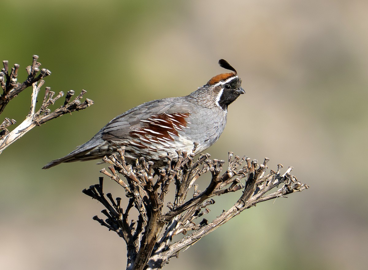 Gambel's Quail - ML657148827