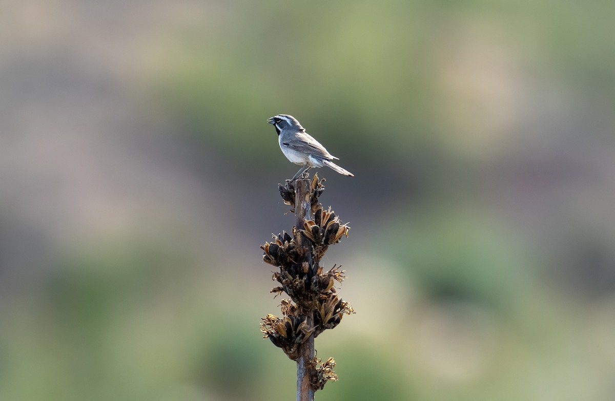 Black-throated Sparrow - ML657149131