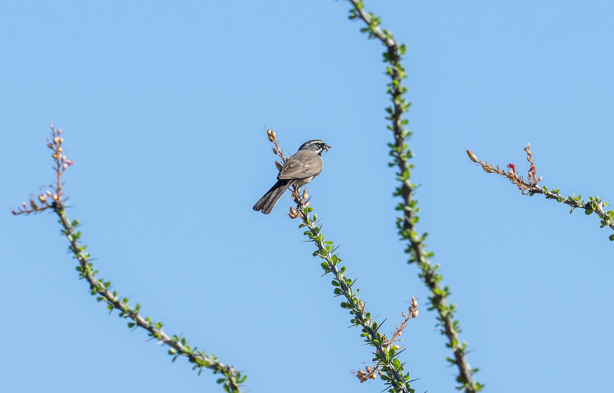 Black-throated Sparrow - ML657149132