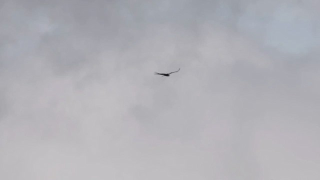 Андский кондор - ML657150345