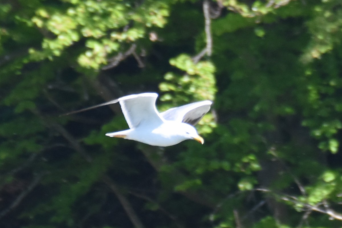 Caspian Gull - ML657150598