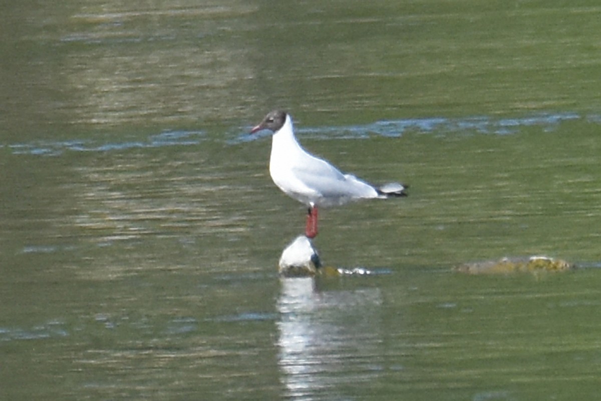 Black-headed Gull - ML657150610