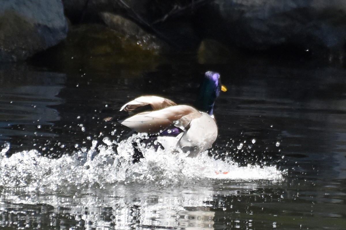 Mallard - ML657150618