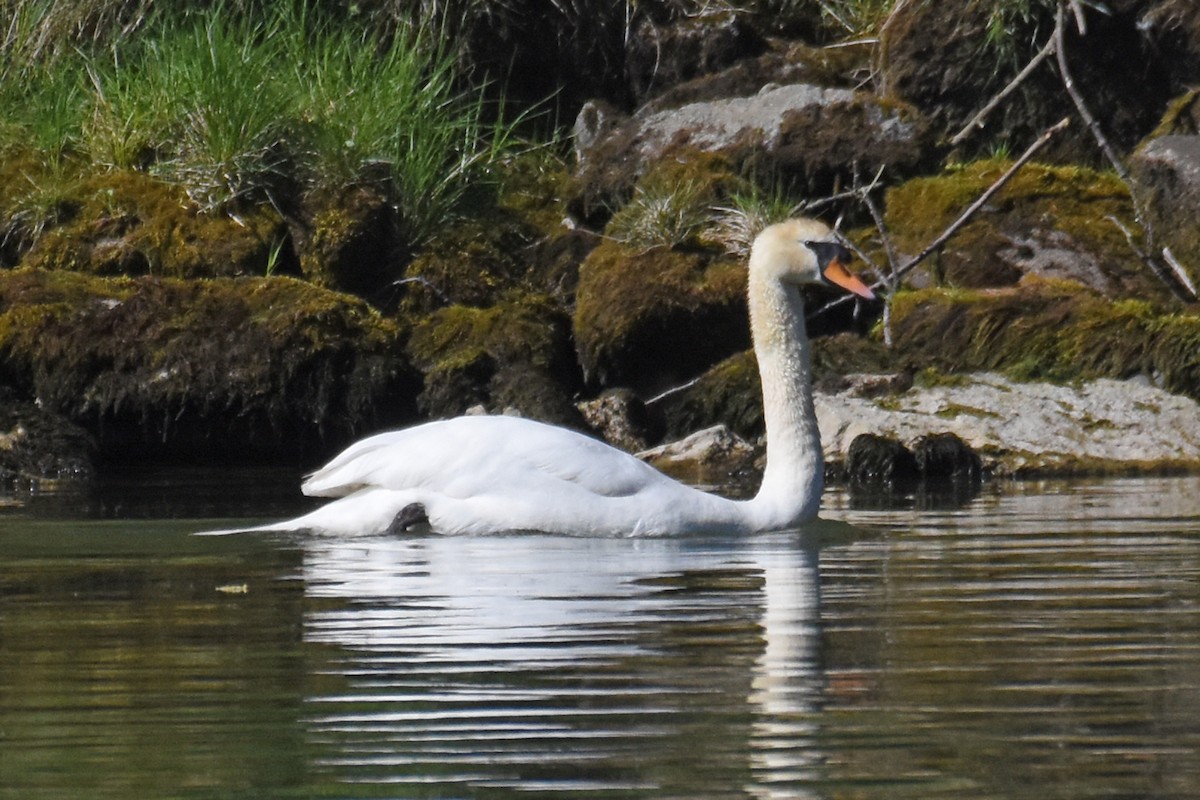 Mute Swan - ML657150633