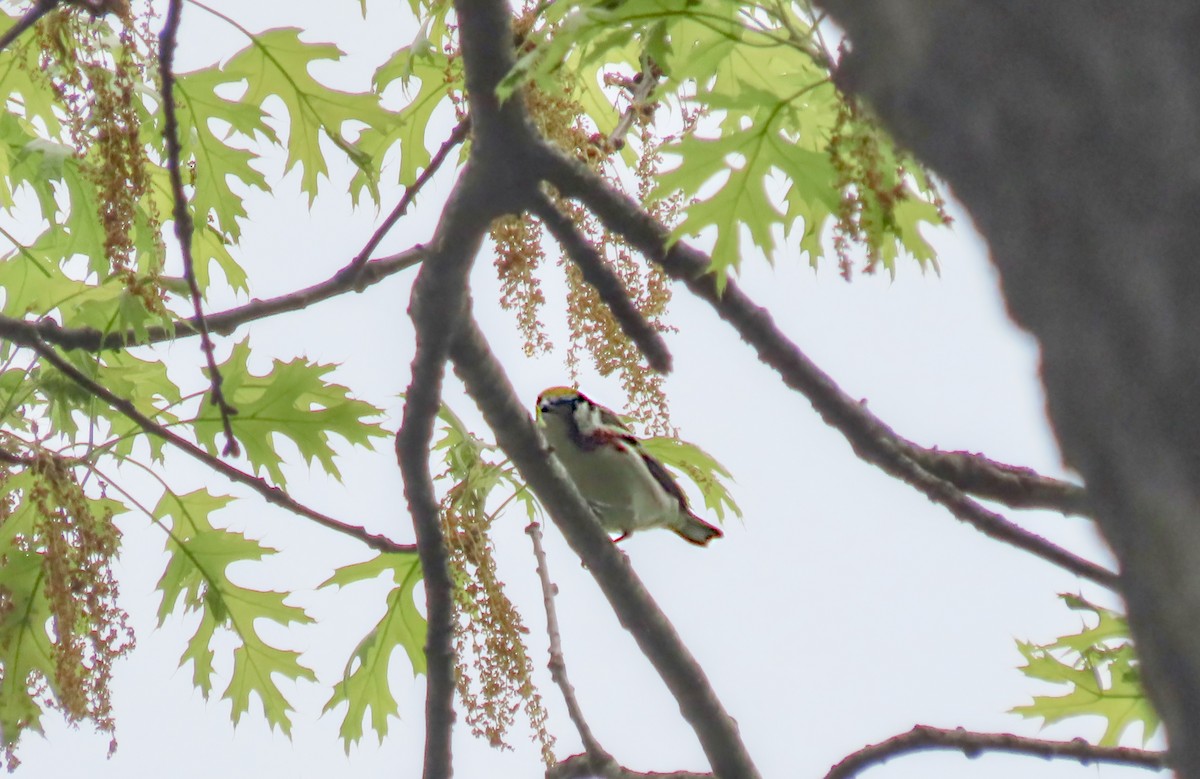Chestnut-sided Warbler - ML657150657