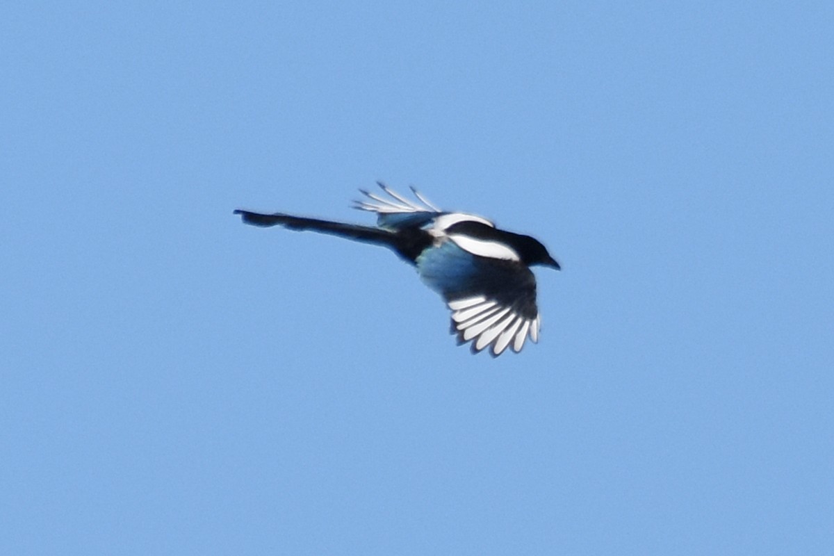 Eurasian Magpie - ML657150659