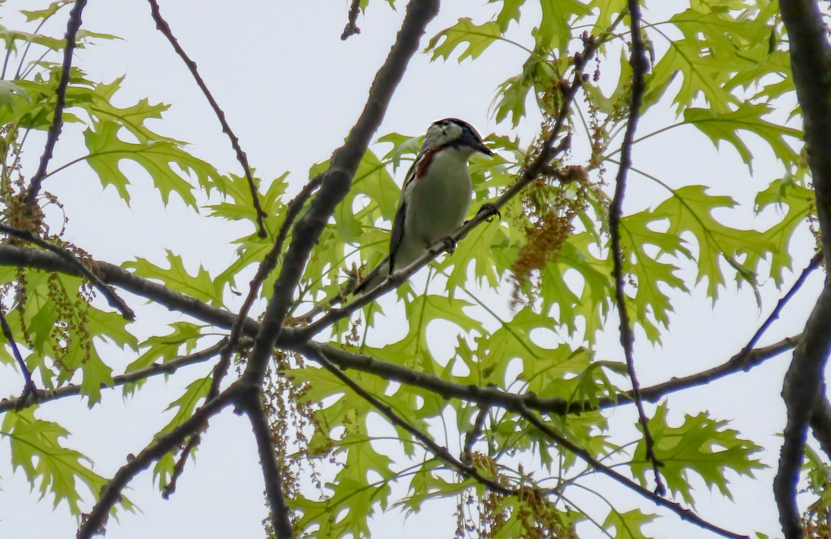 Chestnut-sided Warbler - ML657150676
