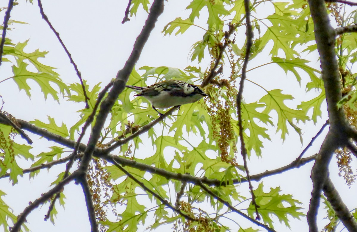 Chestnut-sided Warbler - ML657150698