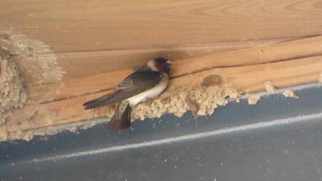 Cliff Swallow - ML657150819