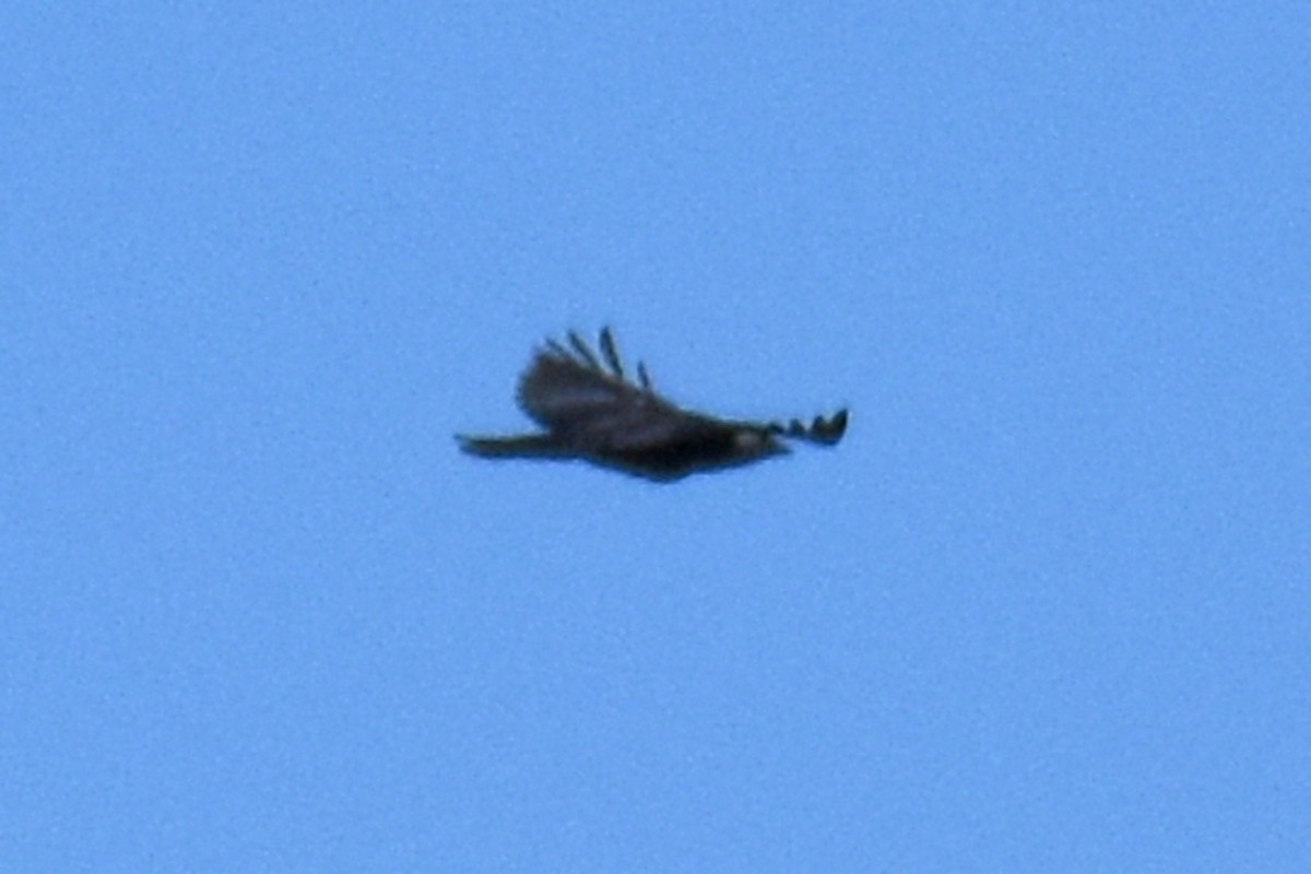 corvid sp. - ML657150865