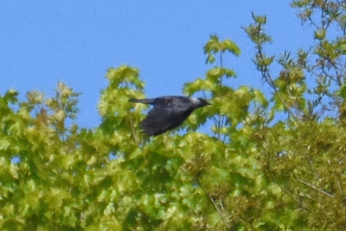 corvid sp. - ML657150879