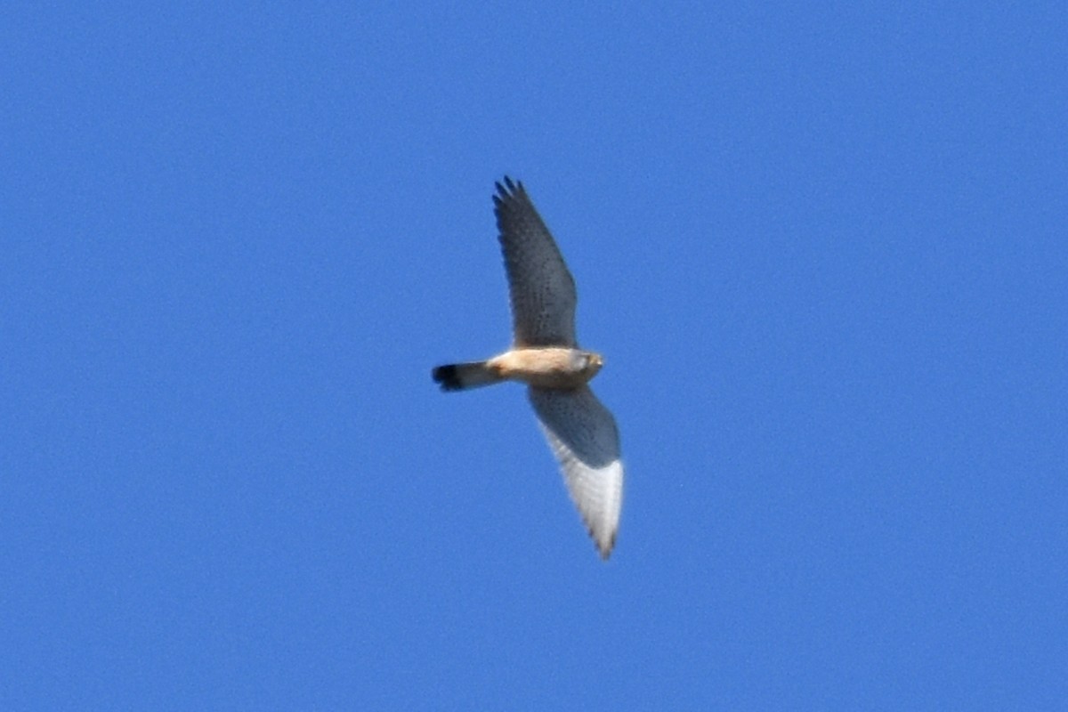 Eurasian Kestrel - ML657150885