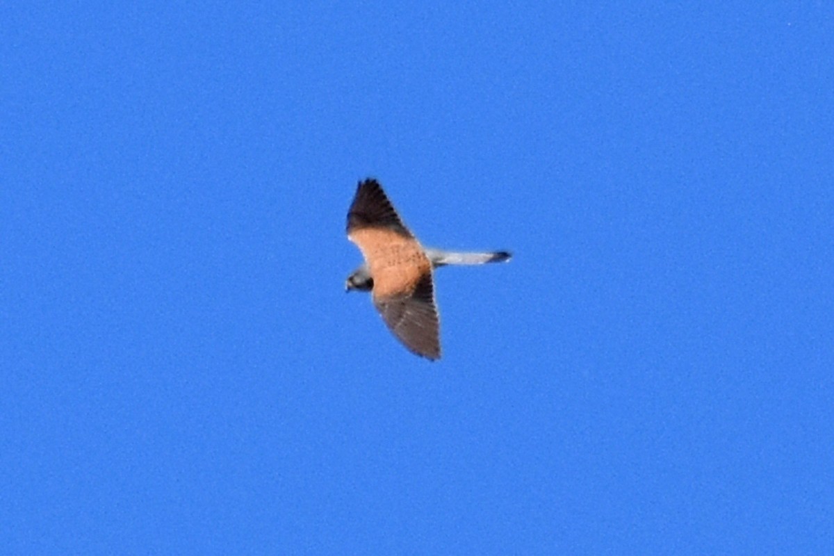 Eurasian Kestrel - ML657150887