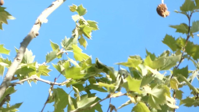 Eastern Warbling Vireo - ML657151254